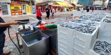 MAN BALIK BOLLUĞU (2)