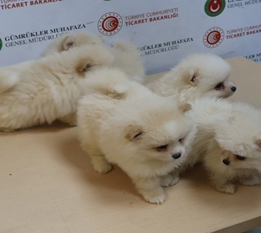 MAN KÖPEKLER
