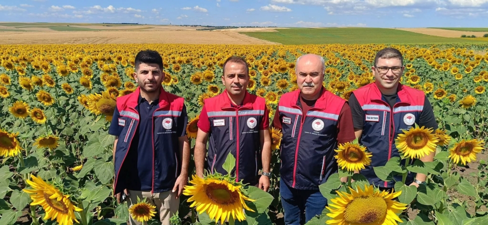 MAN AYÇİÇEĞİ1