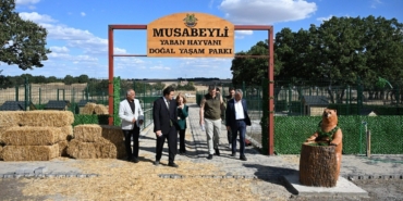 MAN YABAN HAYVANI